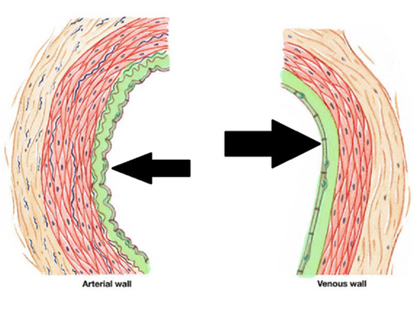 <p>(vessel wall structure)</p><p>Innermost layer</p>