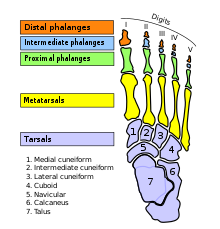 <p>Proximal</p><p>Middle</p><p>Distal</p>