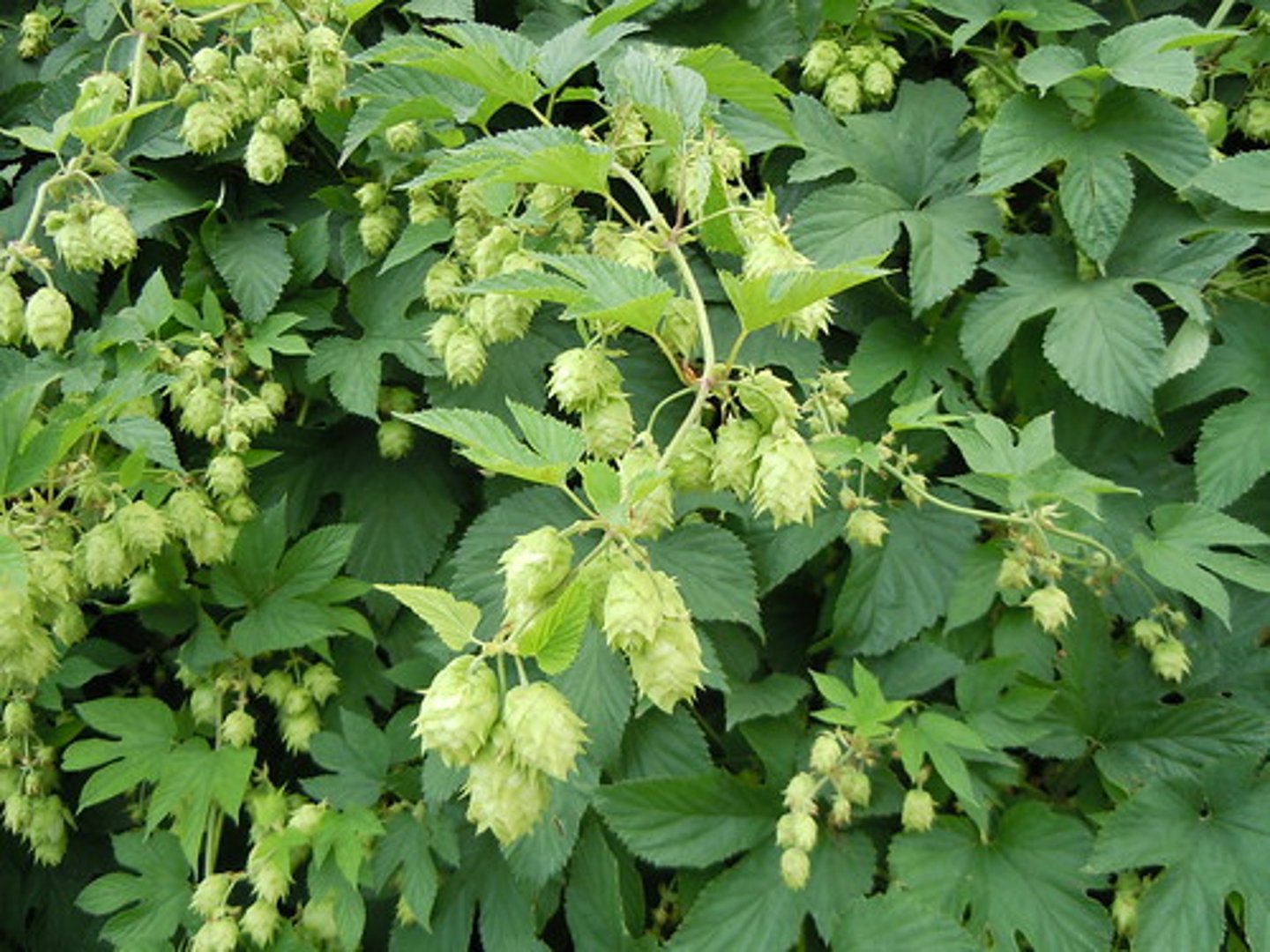 <p>the dried fruits of a climbing plant, used to give a bitter flavour to beer: Cây hoa bia</p>