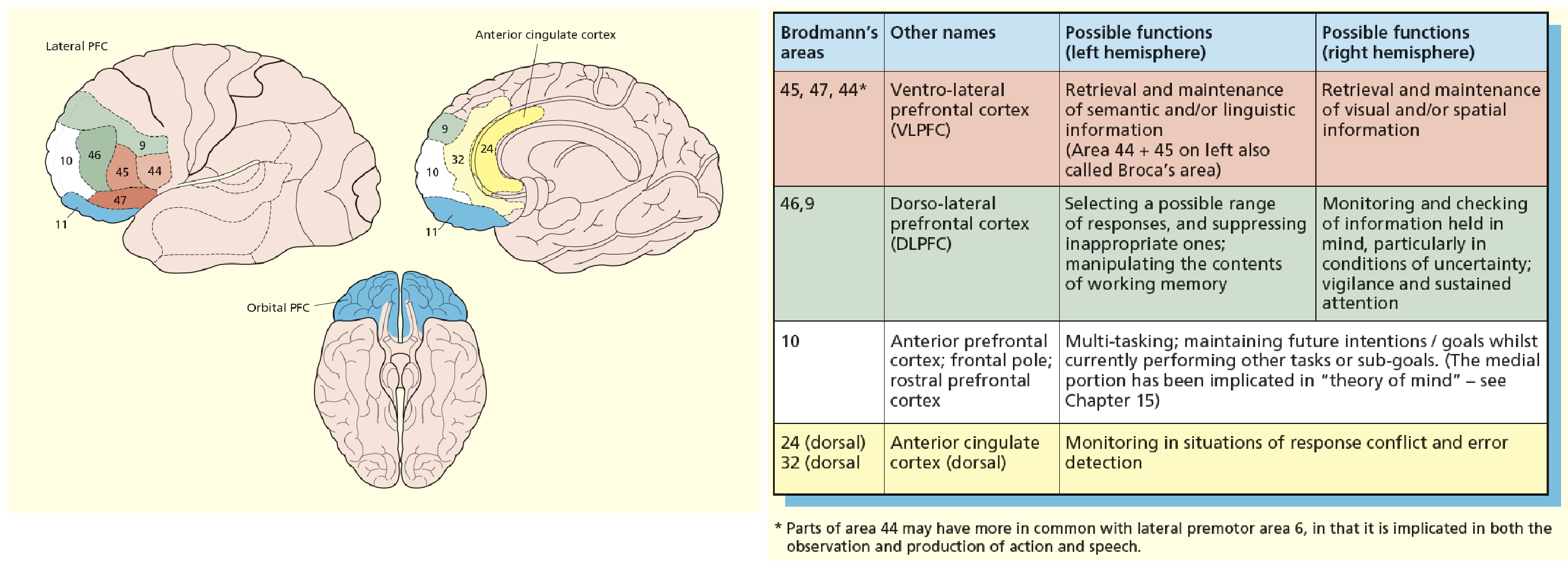 <p>lateral, medial and orbital</p><ul><li><p><mark data-color="red" style="background-color: red; color: inherit;">lateral</mark> surface implicated in <mark data-color="green" style="background-color: green; color: inherit;">cognitive aspects of executive functions</mark></p></li><li><p><mark data-color="red" style="background-color: red; color: inherit;">orbital</mark> and <mark data-color="red" style="background-color: red; color: inherit;">medial</mark> more implicated in <mark data-color="blue" style="background-color: blue; color: inherit;">emotional / social regulation of behavior</mark></p></li></ul><p></p>
