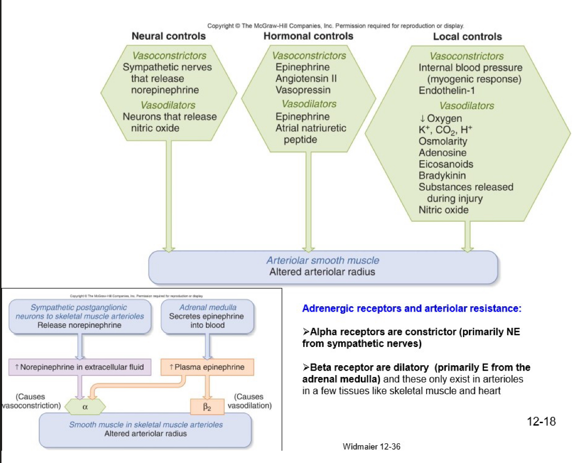 <ul><li><p>alpha receptors are constrictor (primarily NE from sympathetic nerves)</p></li><li><p>beta receptors are dilatory (primarily E from the adrenal medulla) and these only exist in arterioles in a few tissues like skeletal and heart</p></li></ul><p></p>
