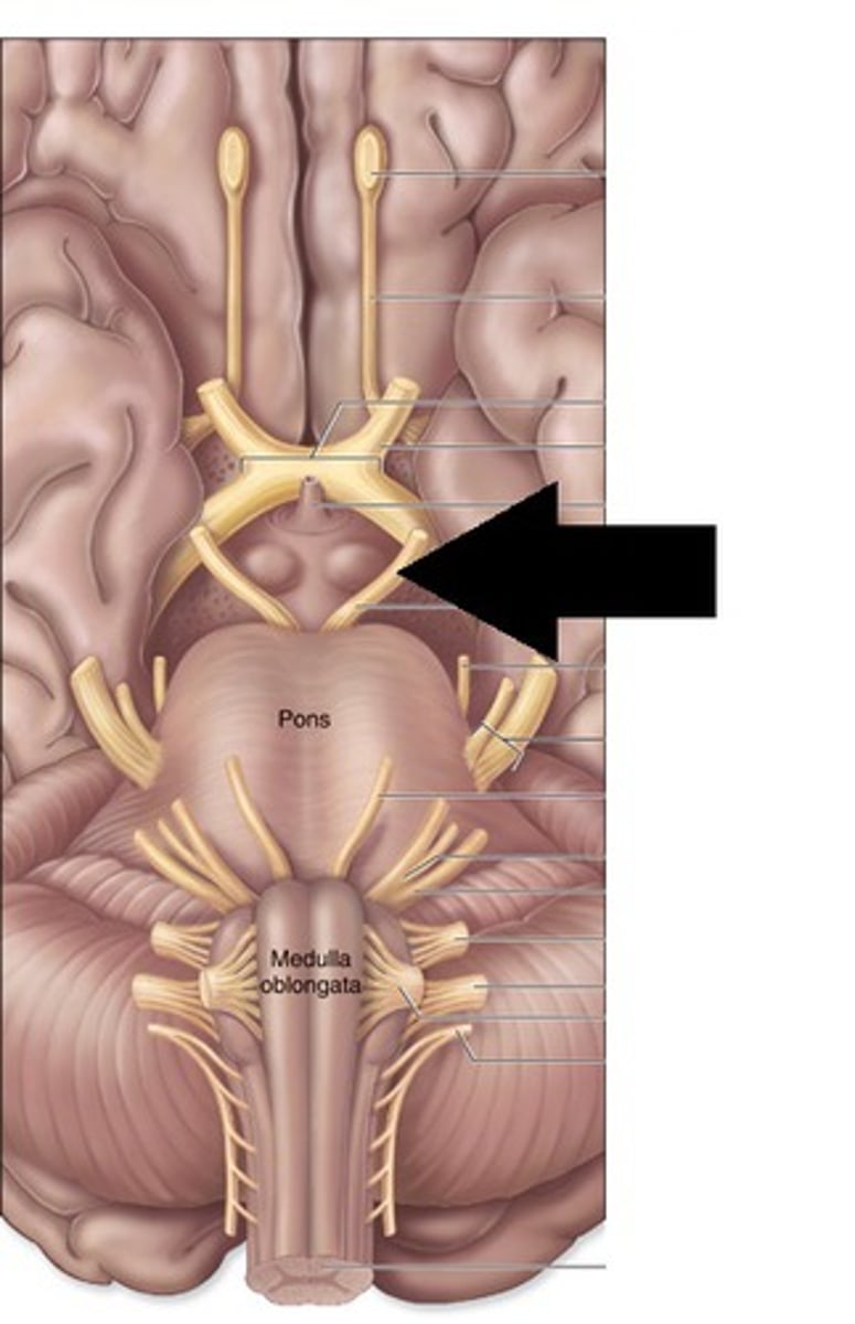 <p>Oculomotor nerve responsible for motor control of eye movements</p>