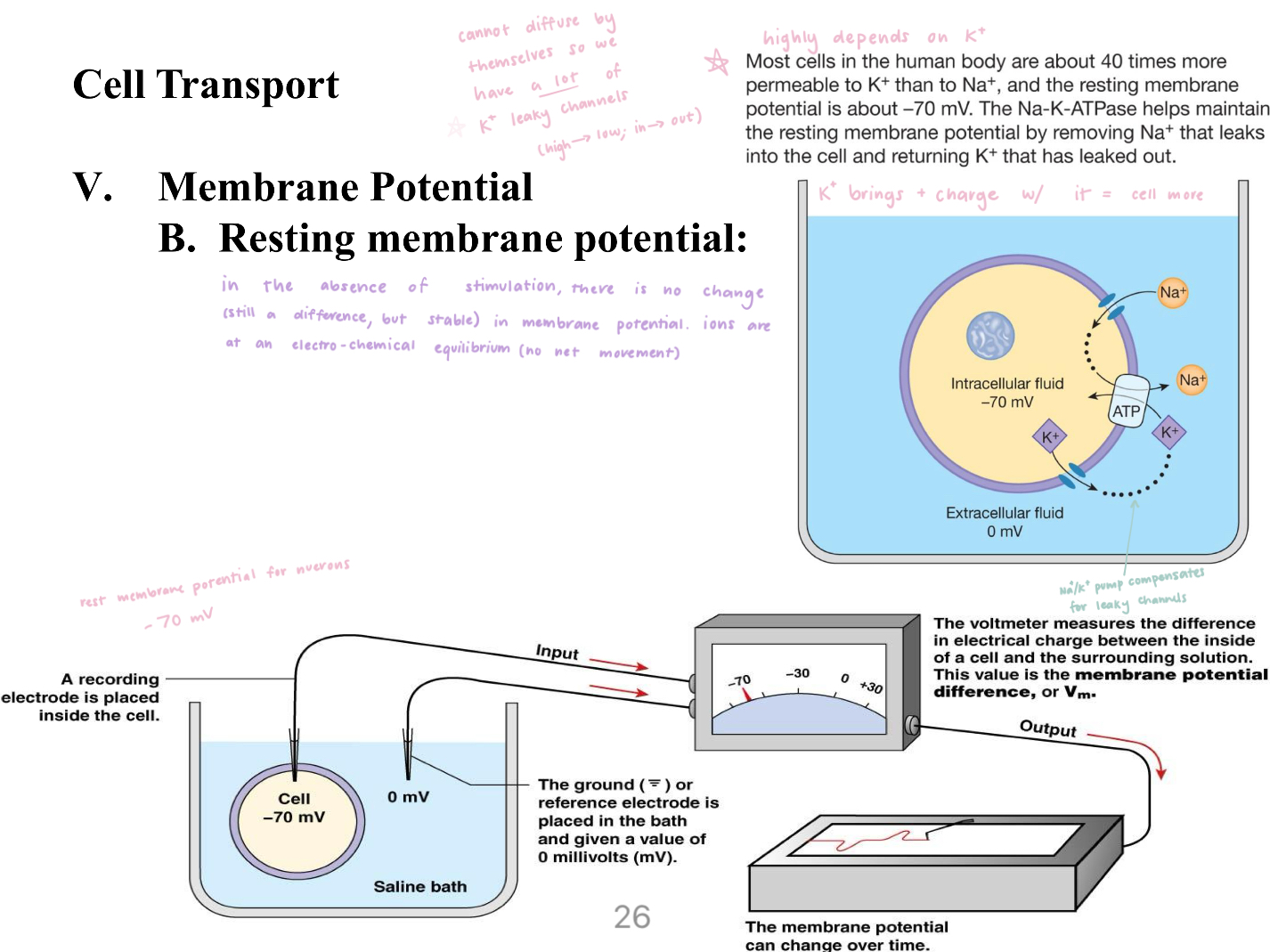 <ul><li><p>In the absence of stimulation there is no charge in membrane potential bc ions are at an electro-chemical equilibrium </p></li><li><p>EX of how a cell can stay at res: the Na<sup>+</sup>/K<sup>+</sup> pump compensating for the K<sup>+</sup> leaky channels </p></li><li><p>EX of a cell at rest: when extending the forearm the neurons of the biceps brachii are at rest since we are using our triceps brachii to do so </p></li></ul><p> </p>