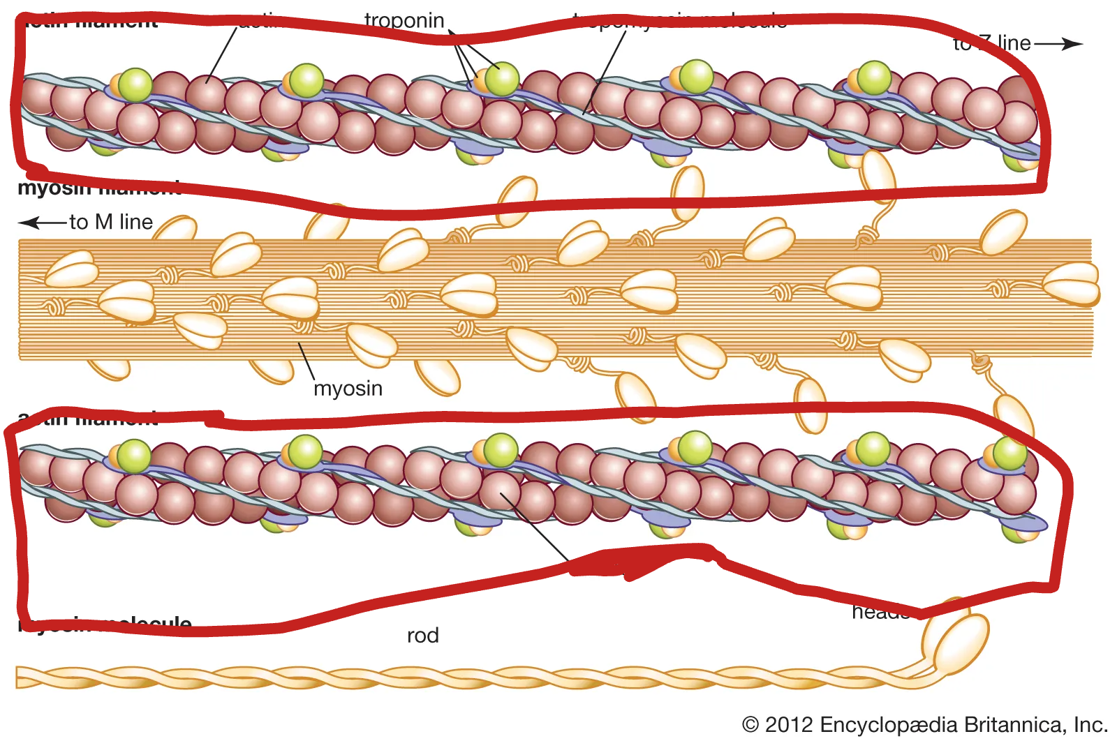 <p>MOBILE during contraction</p>
