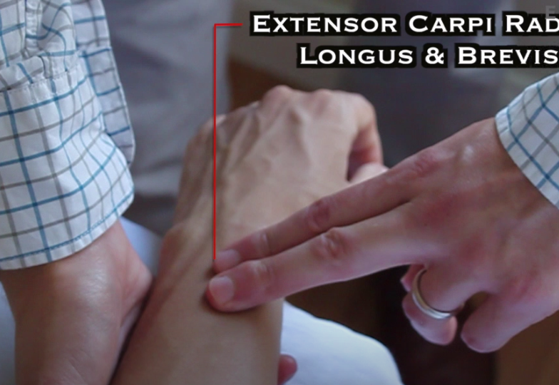 Hand is prone on the table. Palpate on the dorsal side of wrist,  just proximal to MC 3