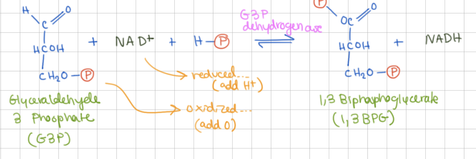 <p><u>Redox reaction</u>*</p><p>Glyceraldehyde 3 Phosphate (G3P) → 1,3 Biphosphoglycerate (1,3 BPG)</p><p>Enzyme = G3P dehydrogenase</p><p>+1 NADH</p>