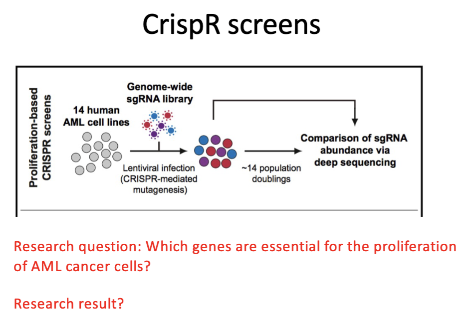 <p>RNAi</p><ul><li><p>siRNA complementary to downregulanting the seq you want</p></li><li><p>leads to gene silencing (not completely eliminating gene function)</p></li><li><p>knock DOWN</p></li></ul><p>CRISPR</p><ul><li><p>library of gRNAs</p></li><li><p>lentivirus → deliver DNA to human cells</p></li><li><p>each cell deletes a dif gene in genome</p></li><li><p>seq to find which gRNA represented (↑,↓, =)</p></li><li><p>positive screen</p><ul><li><p>essential for growth → KO → cell wont grow</p></li></ul></li></ul>