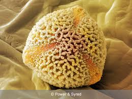 <p>What does the anther do?</p>