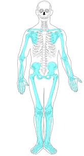 <p>What bones are in the <strong>appendicular skeleton</strong>?</p>