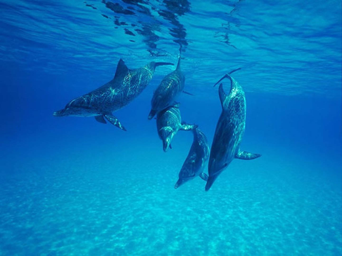 <p>Dolphins</p>