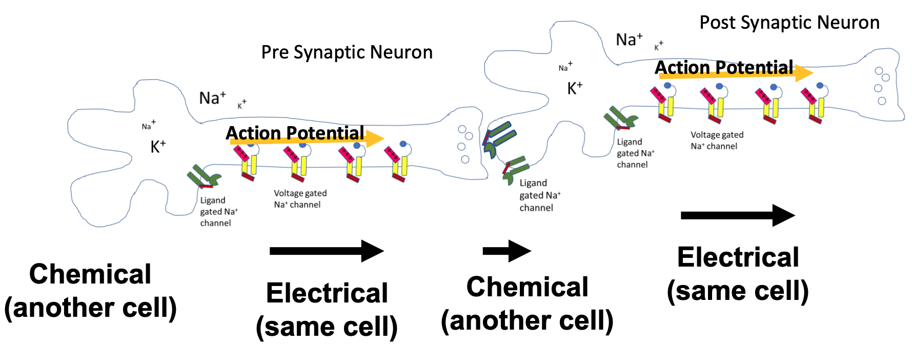 
1. Via neurons to target cell
2. Very fast signal sent to target cell 

   
   1. Must be in close proximity