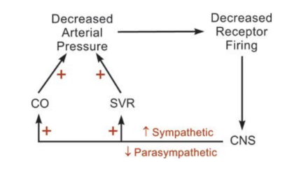 <p>HOw does the stres response to barro receptors impact the heart or whateer</p>