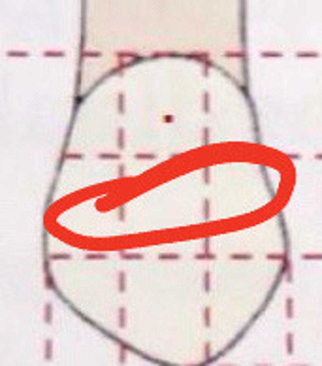 knowt flashcard image