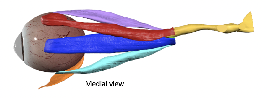<p>identify all colored structures from the medial view</p>