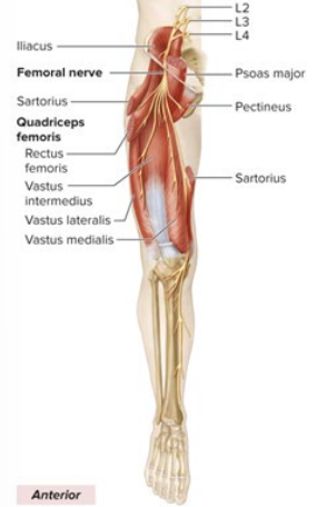 <ul><li><p>innervates inguinal ligament</p></li><li><p>all anterior thigh muscles</p></li><li><p>medial leg all the way down the foot</p></li></ul><p></p>