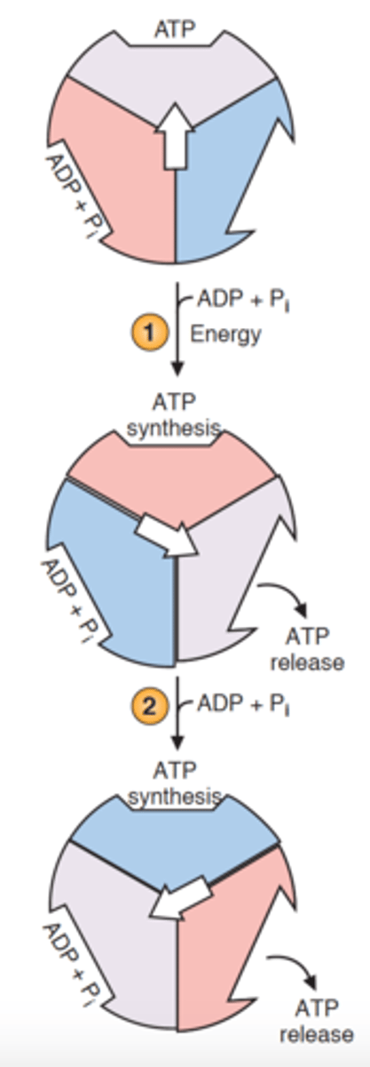 <p>each individual β-subunit of F1 cycles through: open -&gt; loose -&gt; tight</p>