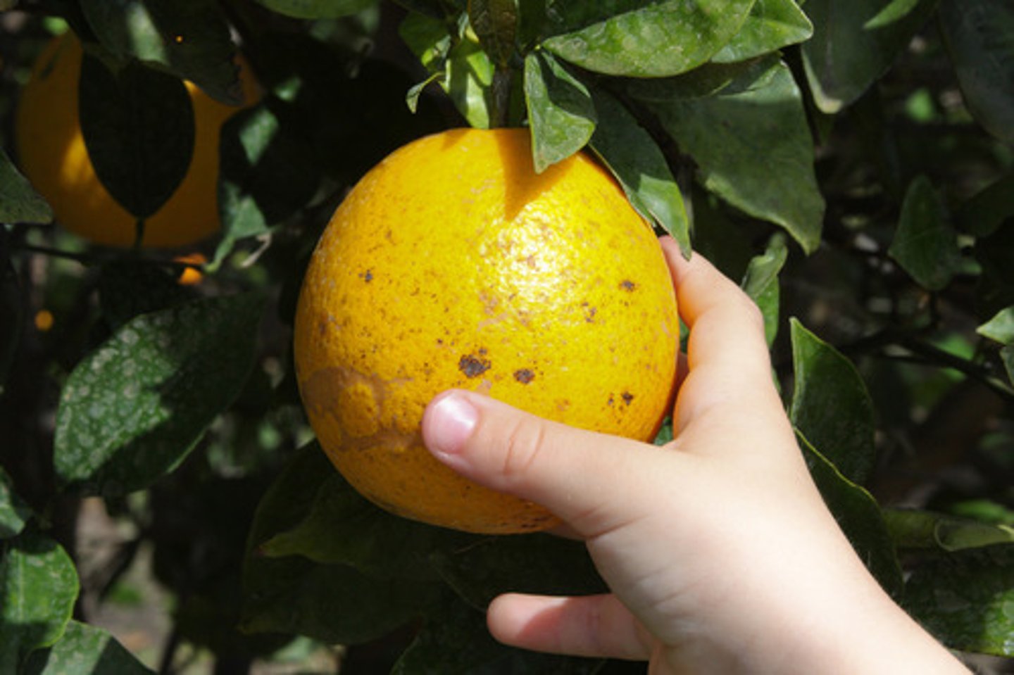 <p>to pick, pluck</p>