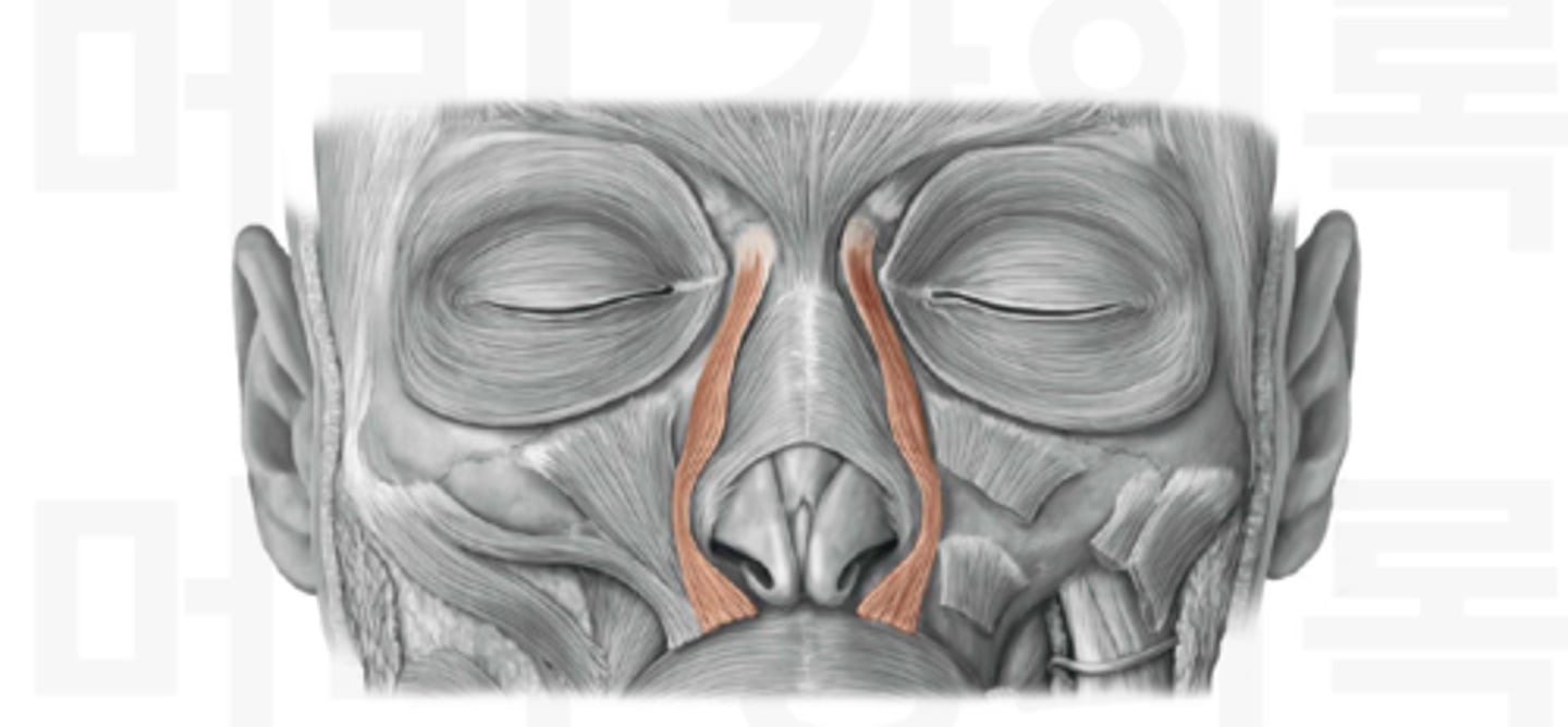 <p>Muscle of facial expression; raises upper lip and dilates nostrils; Origin = nasal process of the maxilla; Insertion = cartilage of nose and flesh of upper lip</p>