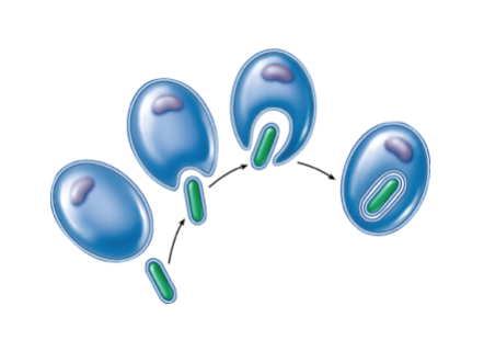 Explains the origin of eukaryotes from prokaryotes. The theory that mitochondria and plastids, including chloroplasts, originated as prokaryotic cells engulfed by an ancestral eukaryotic cell. The engulfed cell and its host cell then evolved into a single organism.