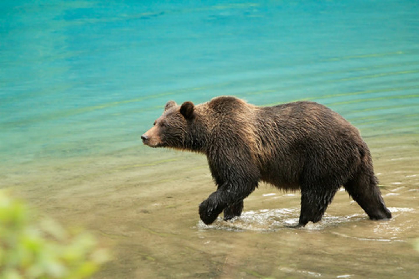 <p>brown bear</p>