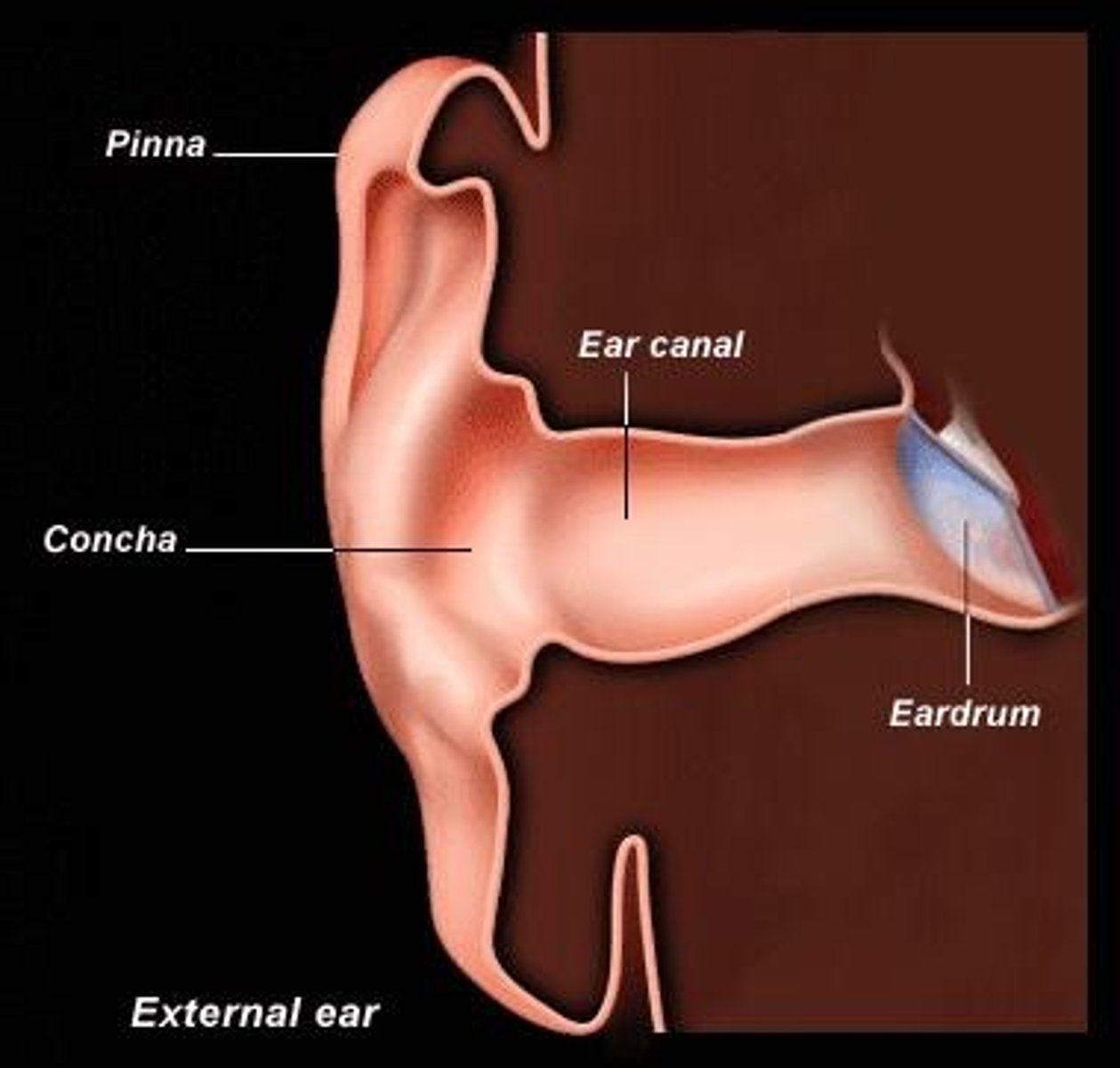 <p>Pinna (auricle) and ear canal (external auditory canal).</p>