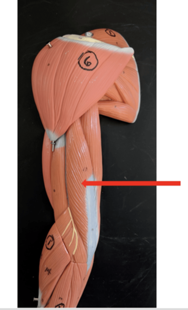 <p>what is this?</p>