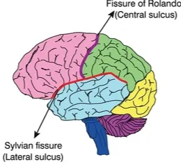 <p><span>Central Fissure</span></p>