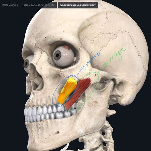 <p><strong>Peripheral Innervation</strong></p><p>Facial nerve</p><p><strong>Segmental Innervation</strong></p><p>Facial nerve</p><p><strong>Action</strong></p><p><span>Pulls mouth corners upward and outward, smile</span></p>
