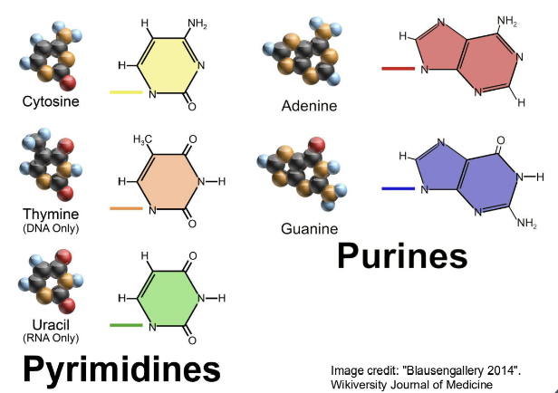 <p>Adenine and Guanine.</p>