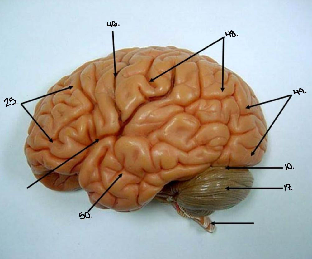 <p>46.</p>