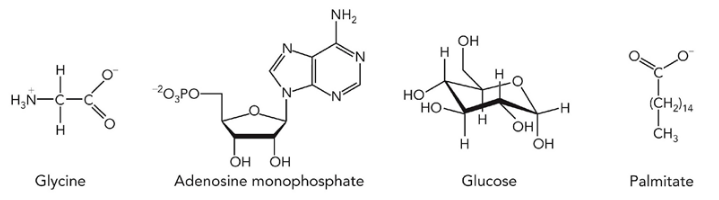 <p>amino acids</p><p>nucleotides</p><p>simple sugars</p><p>fatty acids</p>