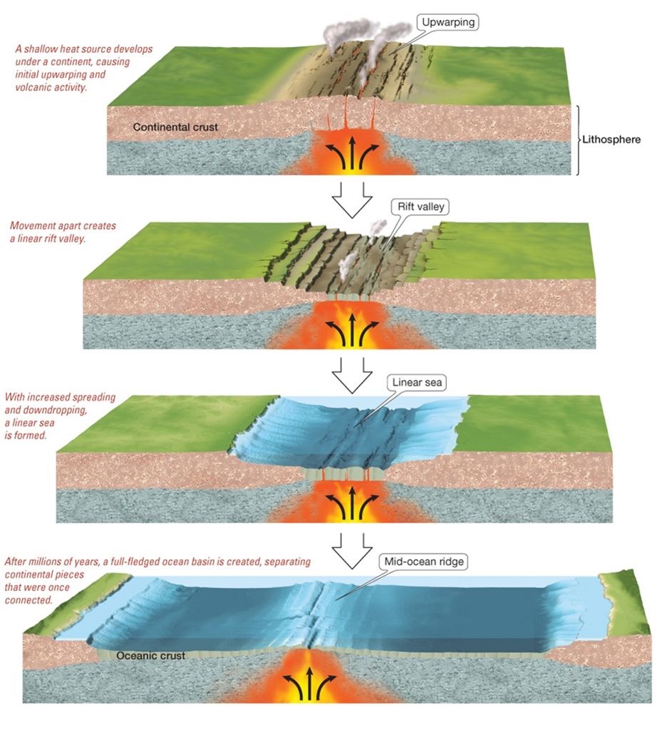 <p>1) Upwarping</p><p>2) Rift Valley (ex: Great Rift Valley in East Africa)</p><p>3) Linear Sea (ex: the Red Sea)</p><p>4) Mid-ocean Ridge in fully fledged ocean basin</p>