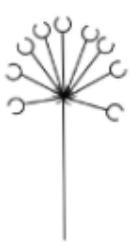 <p>Umbels inflorescence</p>