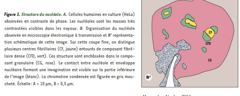 centre fibrillaire ==> dépôt de gènes d’ADN ribosomique

composant fibrillaire dense ==> maturation des transcrits pré-ARN ribosomique

Composant granulaire ==> assemblage de particules pré-ribosomales