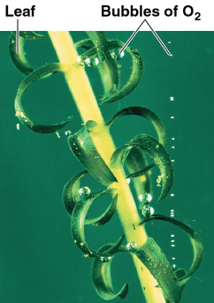 <p>Photosynthesis</p>