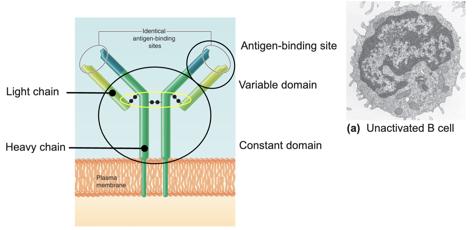 <ul><li><p>2 heavy chains and 2 light chains linked by disulfide bonds</p></li><li><p>Constant domain determines antibody properties</p></li><li><p>Tip of the variable domain provides the antigen binding site</p></li></ul><p></p>