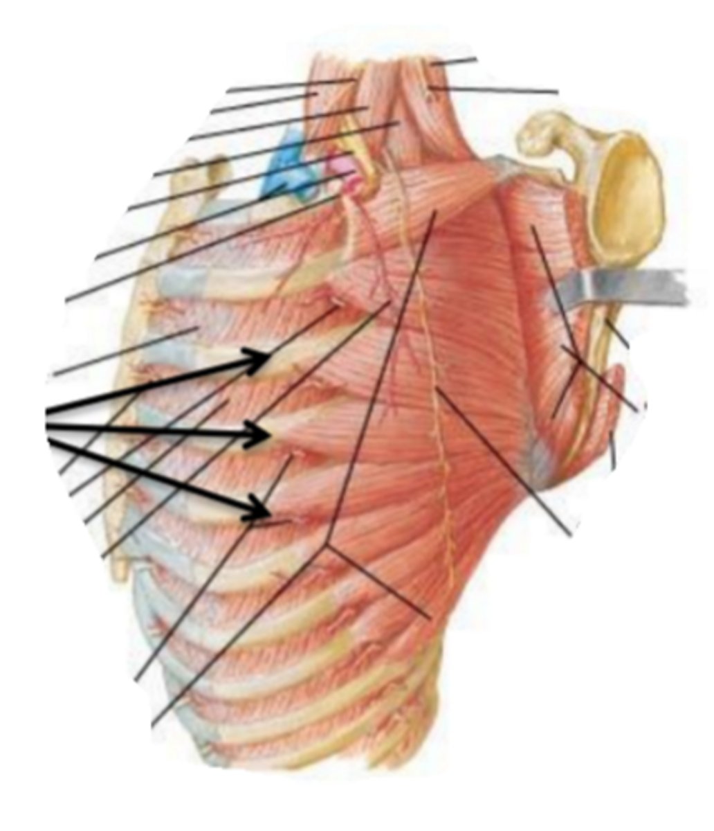 <p>Identify the action of the structure indicated by the arrow</p>