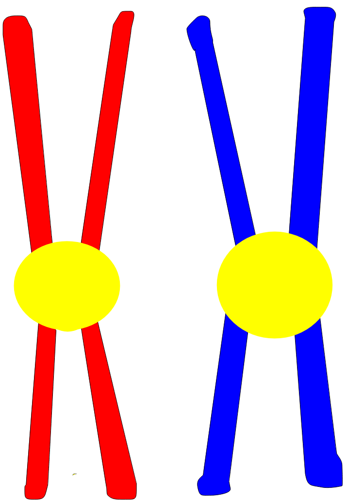 <p>1 pair of the 23 pairs of  chromosomes in a human cell determines an individual’s gender. An individual with two X chromosomes is considered female. An individual with one X chromosome and one Y chromosome is considered male.</p>