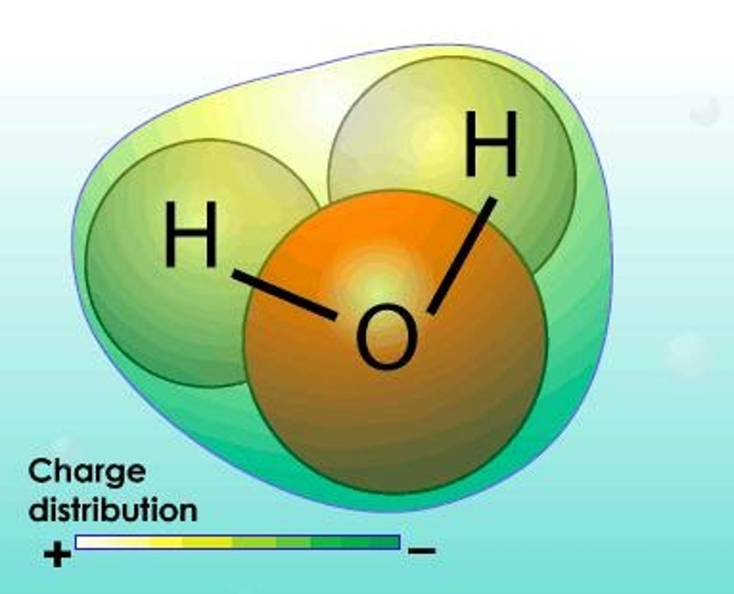 <p>Molecule with a net dipole moment due to unequal charge distribution.</p>
