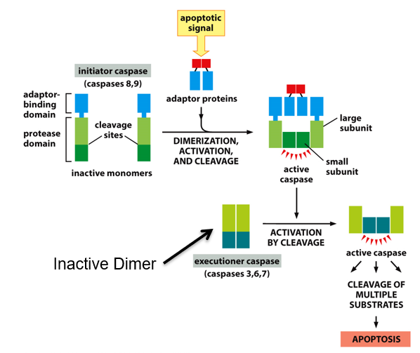 signaling proteins that act through **cleavage methods**

* cleavage is irreversible
* don’t want to accidentally activate

\
__initiator caspases__:

* activated by apoptotic signal
* dimerize
* cleave executioner caspases to activate them

\
__executioner caspases__:

* activated when cleaved
* multiple targets-- cause apoptosis