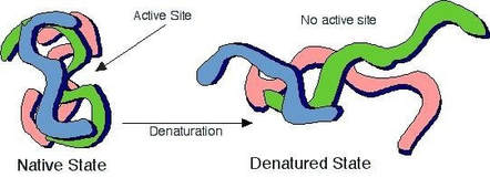 <p>The unfolding or breaking up of a protein that modifies its 3D structure.</p>