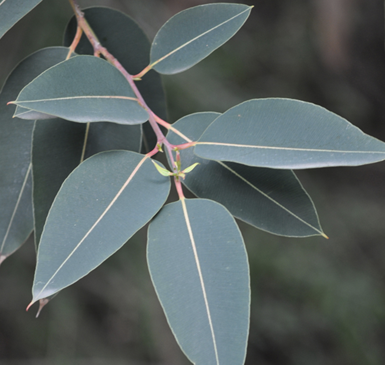 <p><span><em>Corymbia ficifolia</em> </span><br></p>