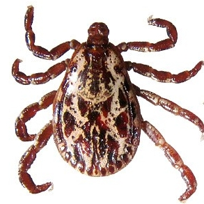 <p>Name the tick</p>