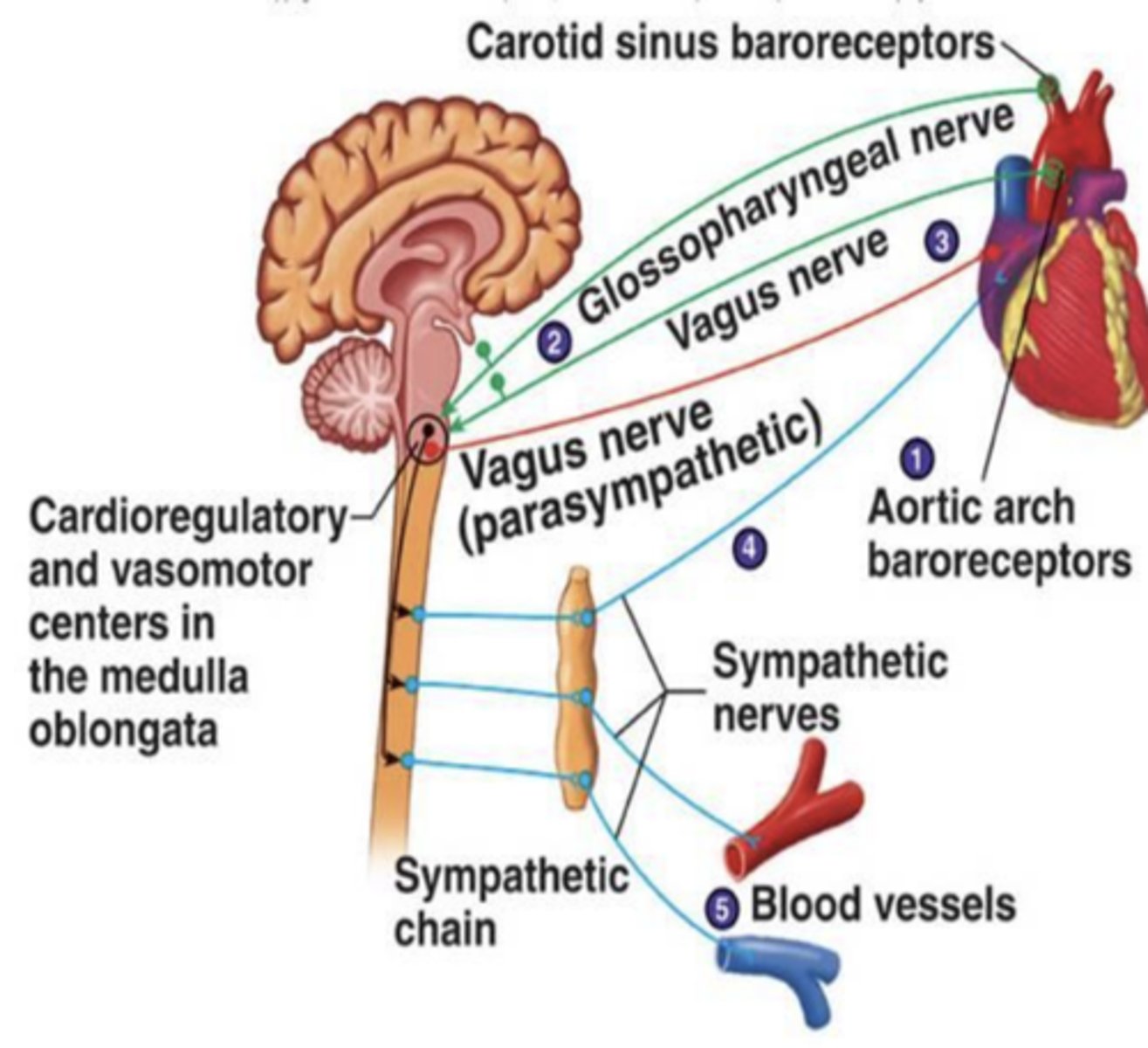 <p>muscarinic receptors and acetylcholine’s ability to slow down the heart (heart speeds up)</p>