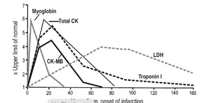 <ul><li><p>troponin I (TpI) and troponin T (TnT)</p></li><li><p>creatine kinase (CK) MB isoenzyme</p></li><li><p>lactate dehydrogenase (LDH)</p></li></ul><p></p><p>these enzymes are released from damaged cells when infarction occurs</p><ul><li><p>troponin &amp; CK are present in a lot of cells: have higher concentration at onset</p></li><li><p>LDH increases slowly after onset and then decreases</p></li></ul><p></p>