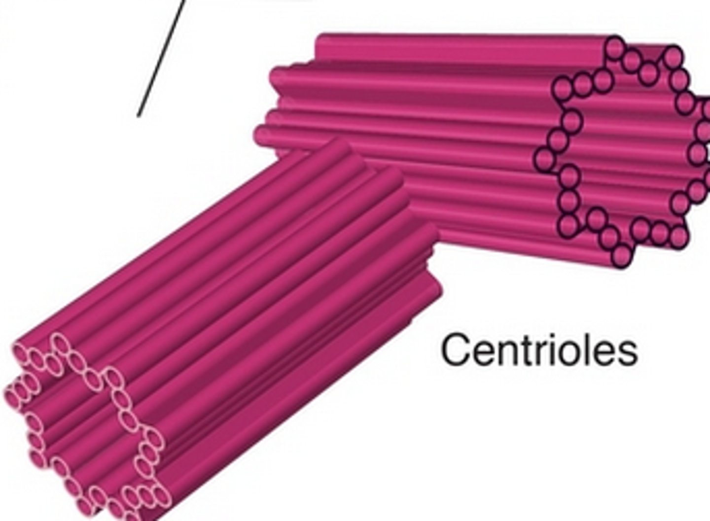 <p>c. centriole</p>