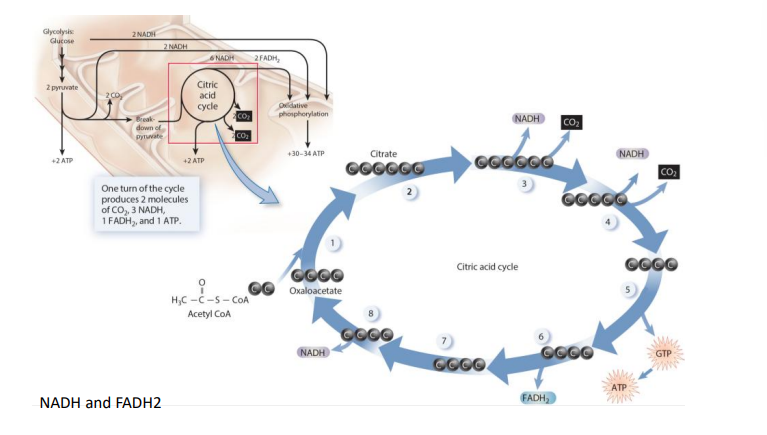 <p>metabolic cycle, some enters and some leave, series of organic molecules regenerated in each cycle</p><p>acetyl removed from acetyl CoA attached to oxaloacetate to form citrate(citric acid)</p><p>series of steps releases 2 CO<sub>2</sub>, 1 ATP, 3 NADH and 1 FADH<sub>2</sub></p><p>oxaloacetate regenerated to start cycle again</p>