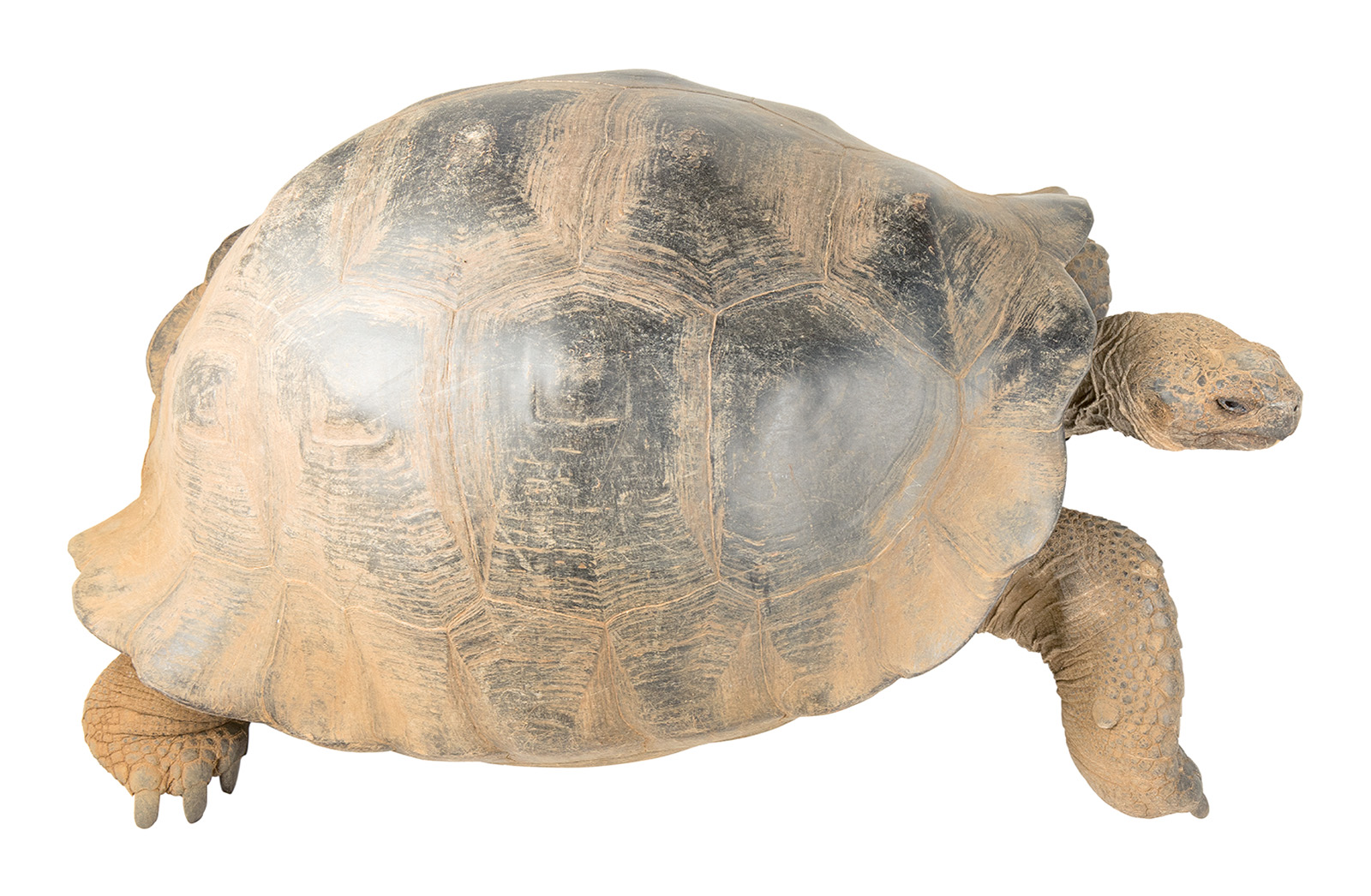 <p>Santiago Tortoise (female pictured) </p><p> </p>