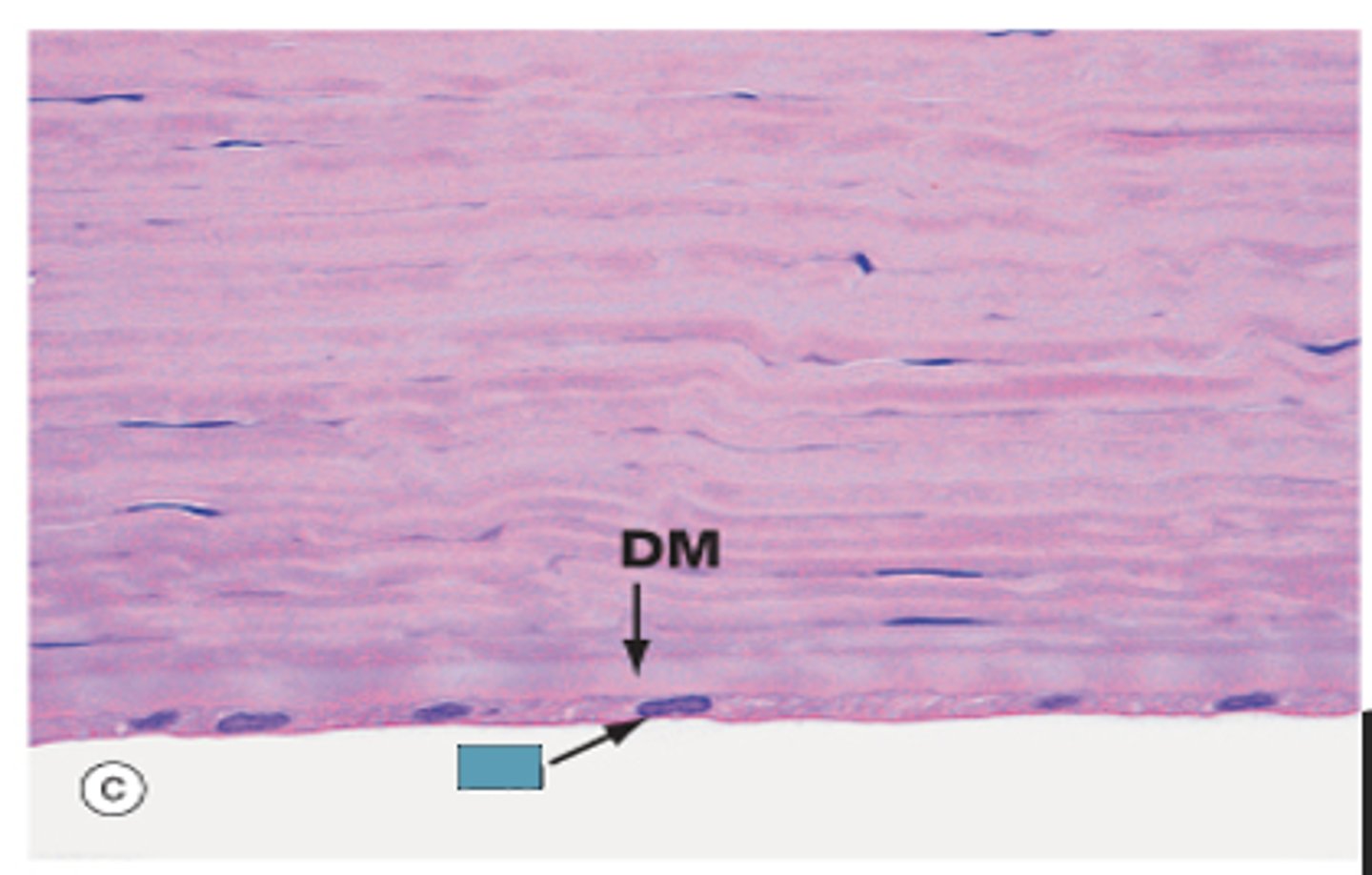 <p>Identify the layer of the cornea</p>