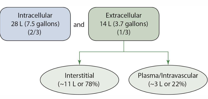 <p>interstitial and plasma/intravascular </p>
